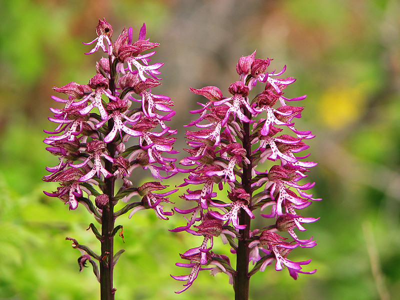 Image of Orchis &times; angusticruris specimen.