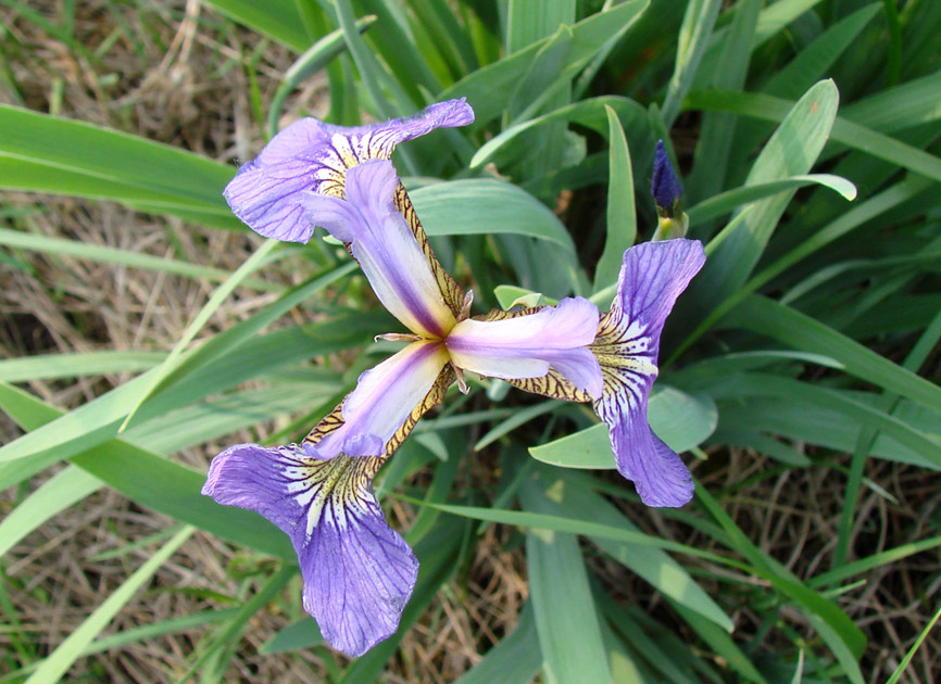 Image of Iris setosa specimen.