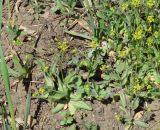 Draba nemorosa