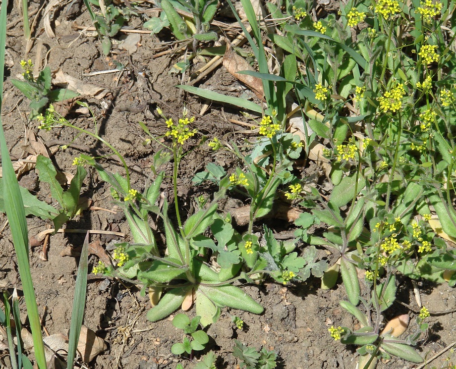 Image of Draba nemorosa specimen.