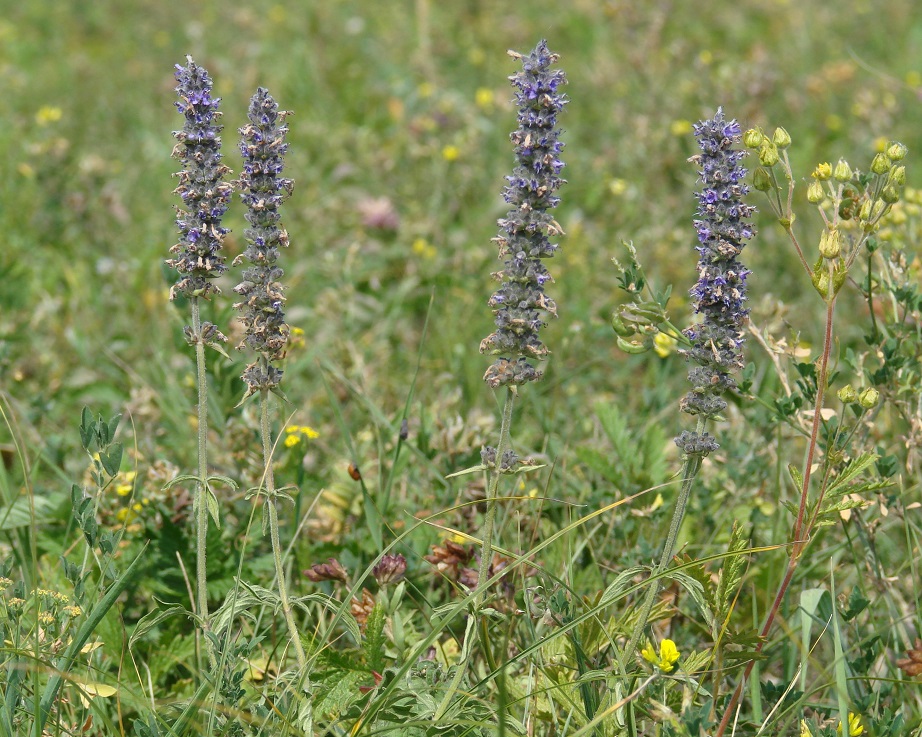 Изображение особи Schizonepeta multifida.