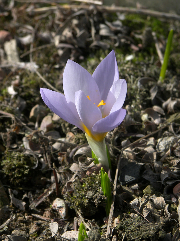 Изображение особи Crocus sieberi ssp. atticus.