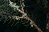 Calothamnus villosus