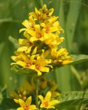 Lysimachia vulgaris. Соцветие. Ленинградская обл., г. Волхов, пустырь южнее поликлиники. 25.06.2013.