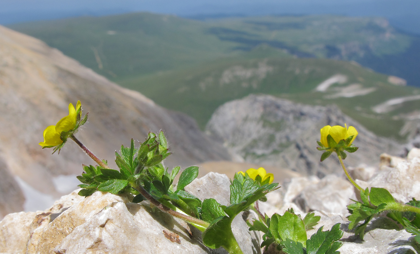 Изображение особи Potentilla gelida.