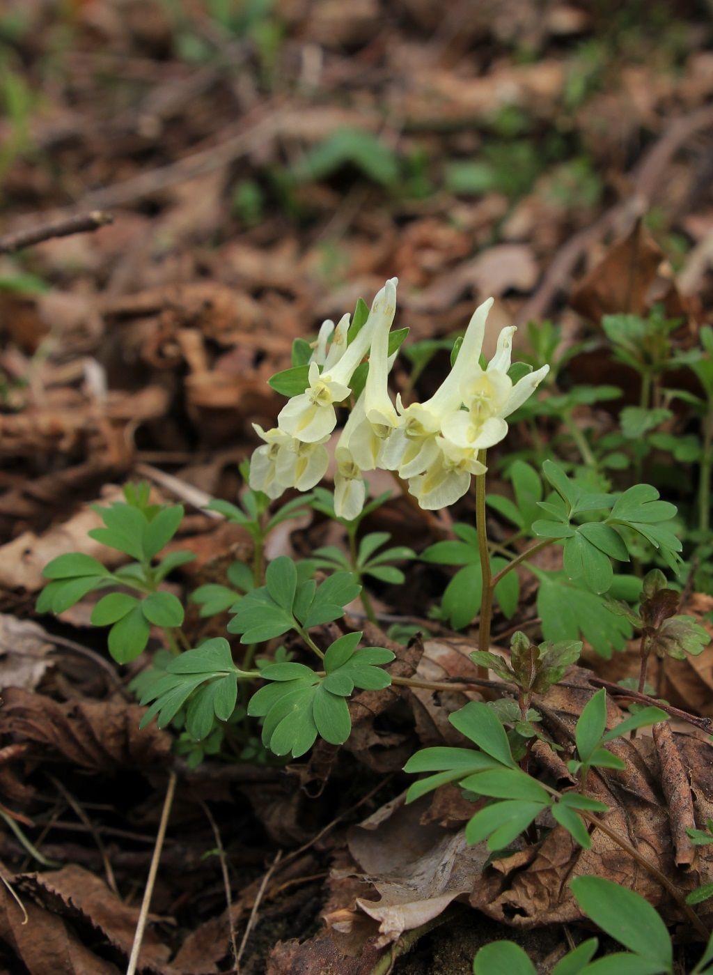 Image of Corydalis malkensis specimen.