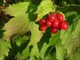 Viburnum opulus