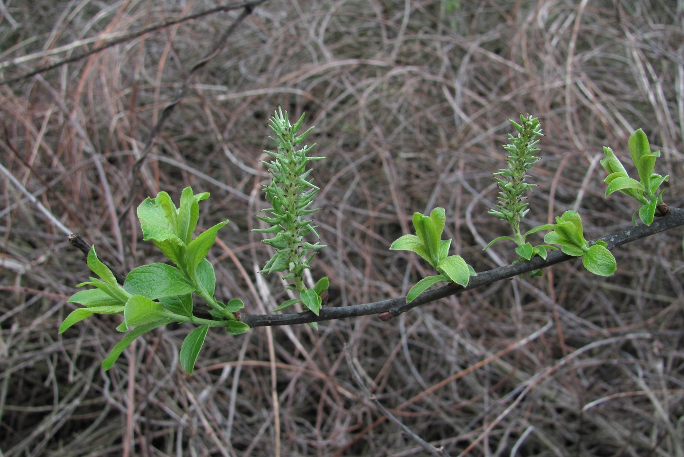 Изображение особи Salix cinerea.