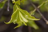 Euonymus verrucosus