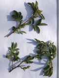 Rosa marginata