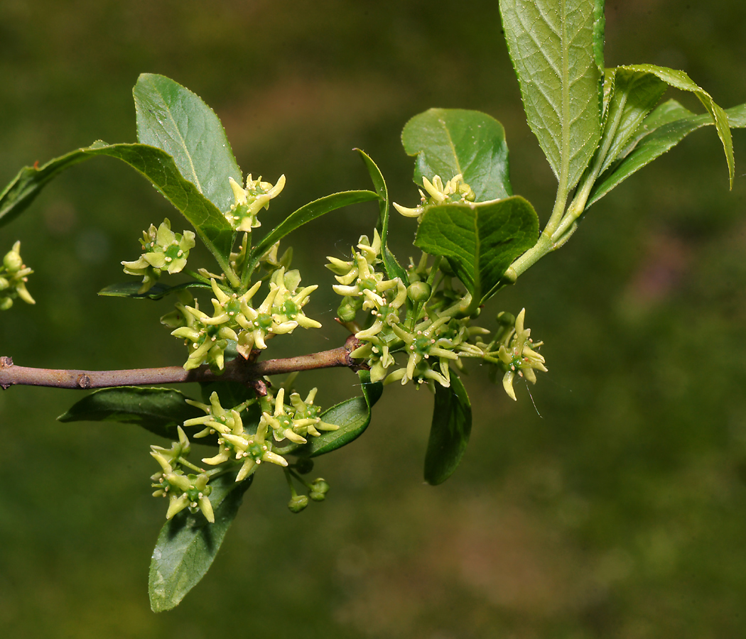 Изображение особи Euonymus europaeus.