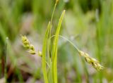 Carex capillaris. Часть соцветия с двумя женскими колосками и верхушки листьев. Ленинградская обл., Гатчинский р-н, окр. пос. Пудость, заболоченный луг в старом известняковом карьере. 22.05.2016.