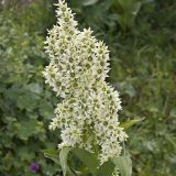 Veratrum