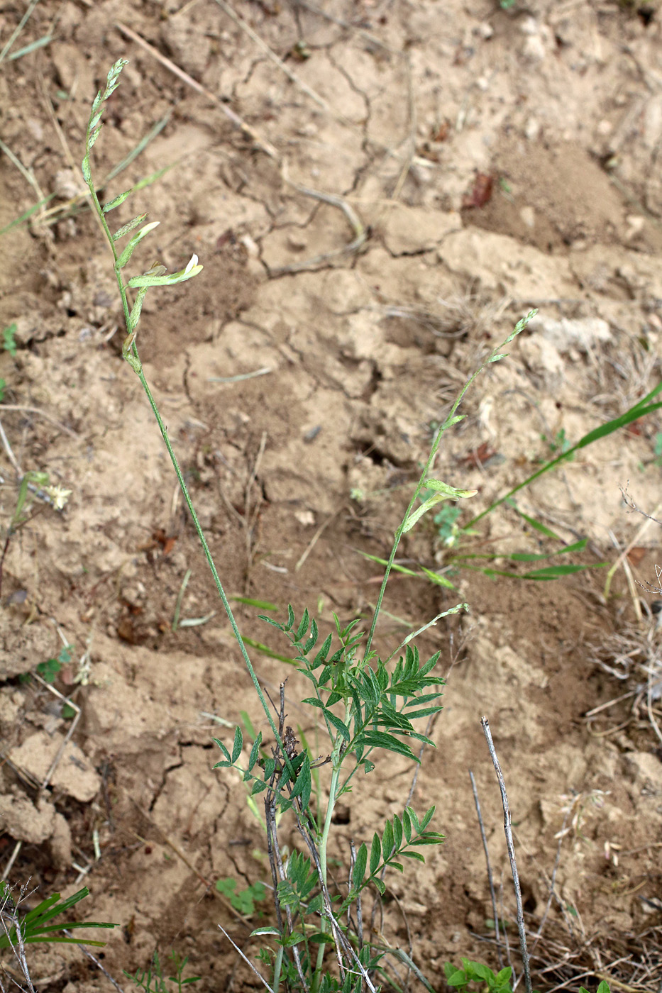 Image of Astragalus angreni specimen.