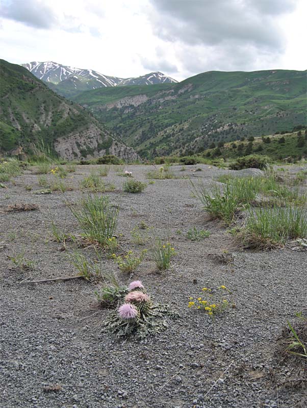 Image of Jurinella moschus specimen.