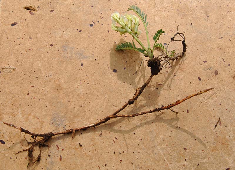 Image of Astragalus resupinatus specimen.