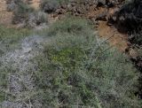 Kickxia sagittata. Побеги цветущего растения в зарослях Launaea arborescens и Lycium imtricatum. Испания, автономное сообщество Канарские острова, остров Фуэртевентура, провинция Лас Пальмас, муниципалитет Ла Олива, восточные окр. пос. Эль Котильо, предгорная равнина, пояс суккулентных кустарников, глубокий овраг. 16.03.2016.