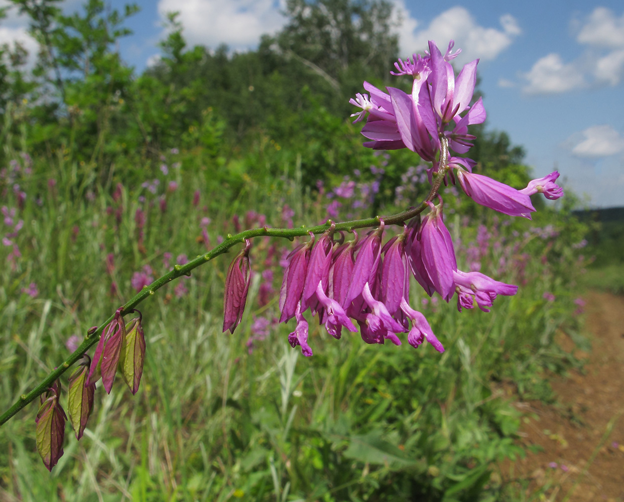 Image of Polygala major specimen.