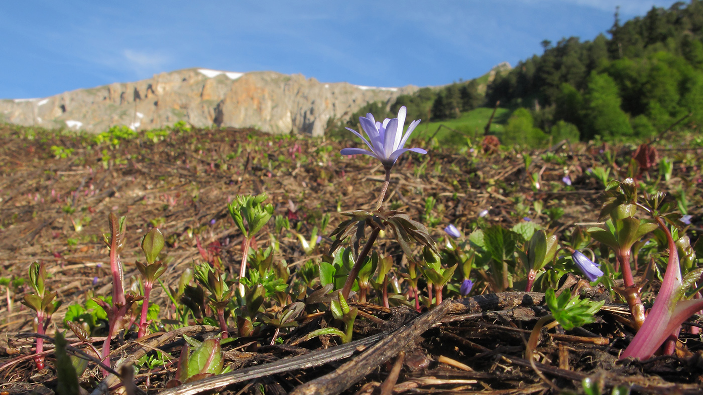 Изображение особи Anemone caucasica.