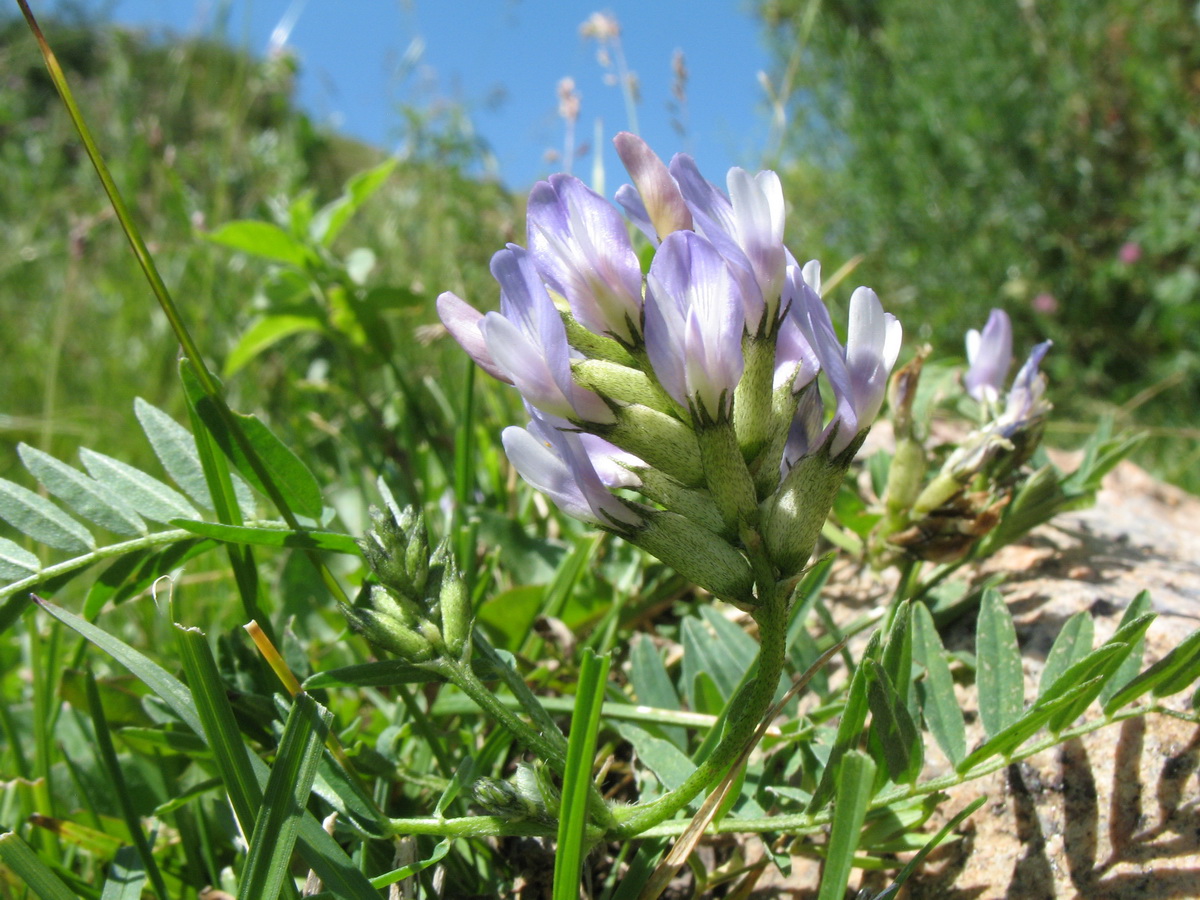 Изображение особи Astragalus tibetanus.