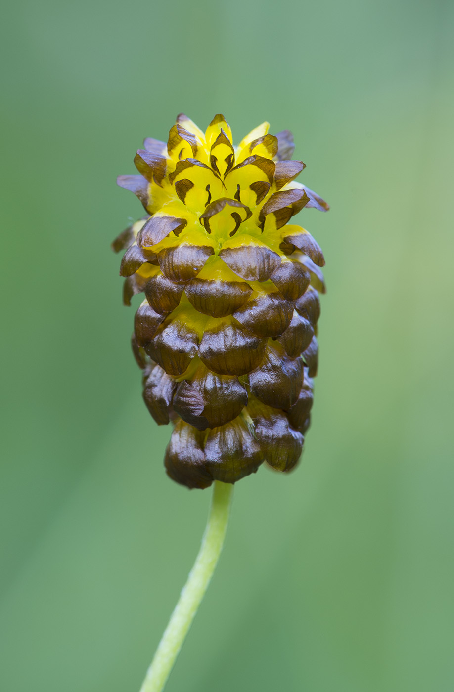 Изображение особи Trifolium spadiceum.