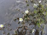 Ranunculus kauffmannii