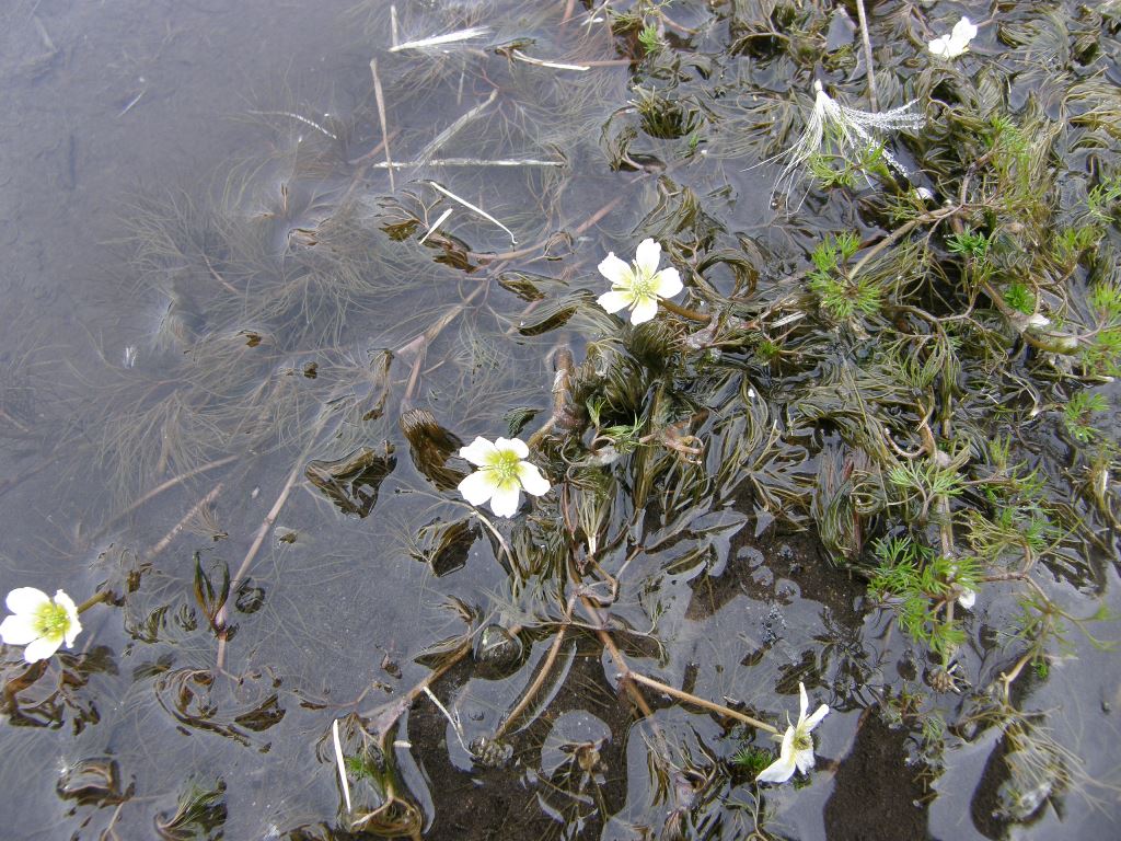 Изображение особи Ranunculus kauffmannii.