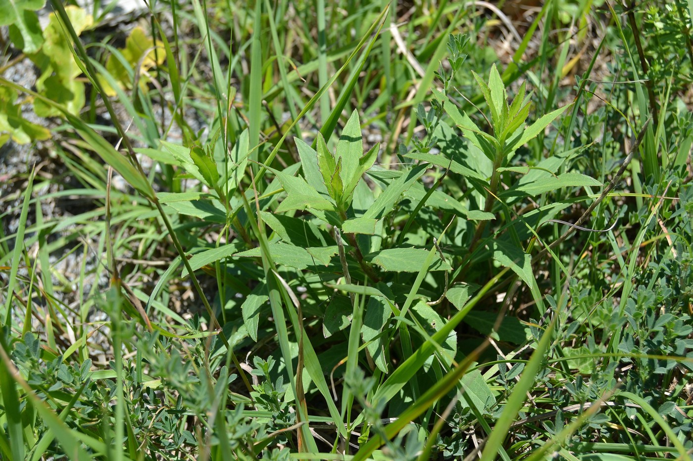 Изображение особи Hieracium scabiosum.