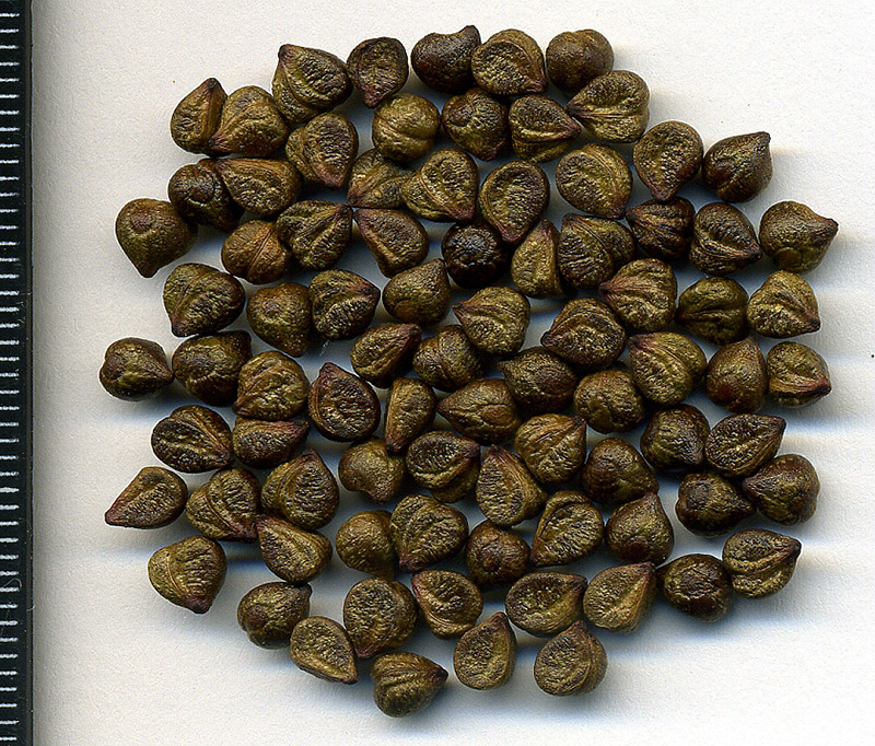 Image of Parthenocissus quinquefolia specimen.