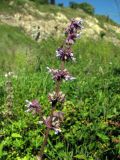 Salvia verticillata