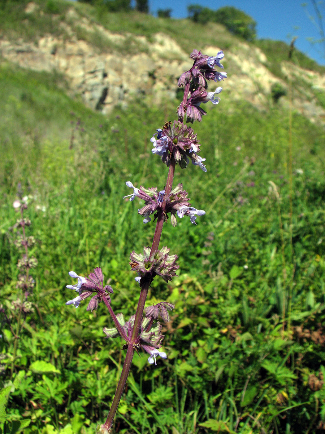 Изображение особи Salvia verticillata.