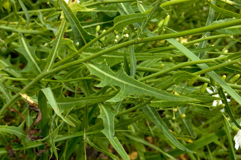 Image of Lactuca tatarica specimen.