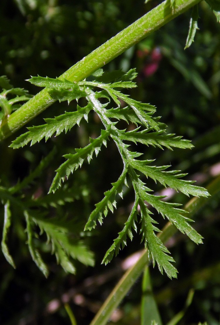 Image of Anthemis tinctoria specimen.