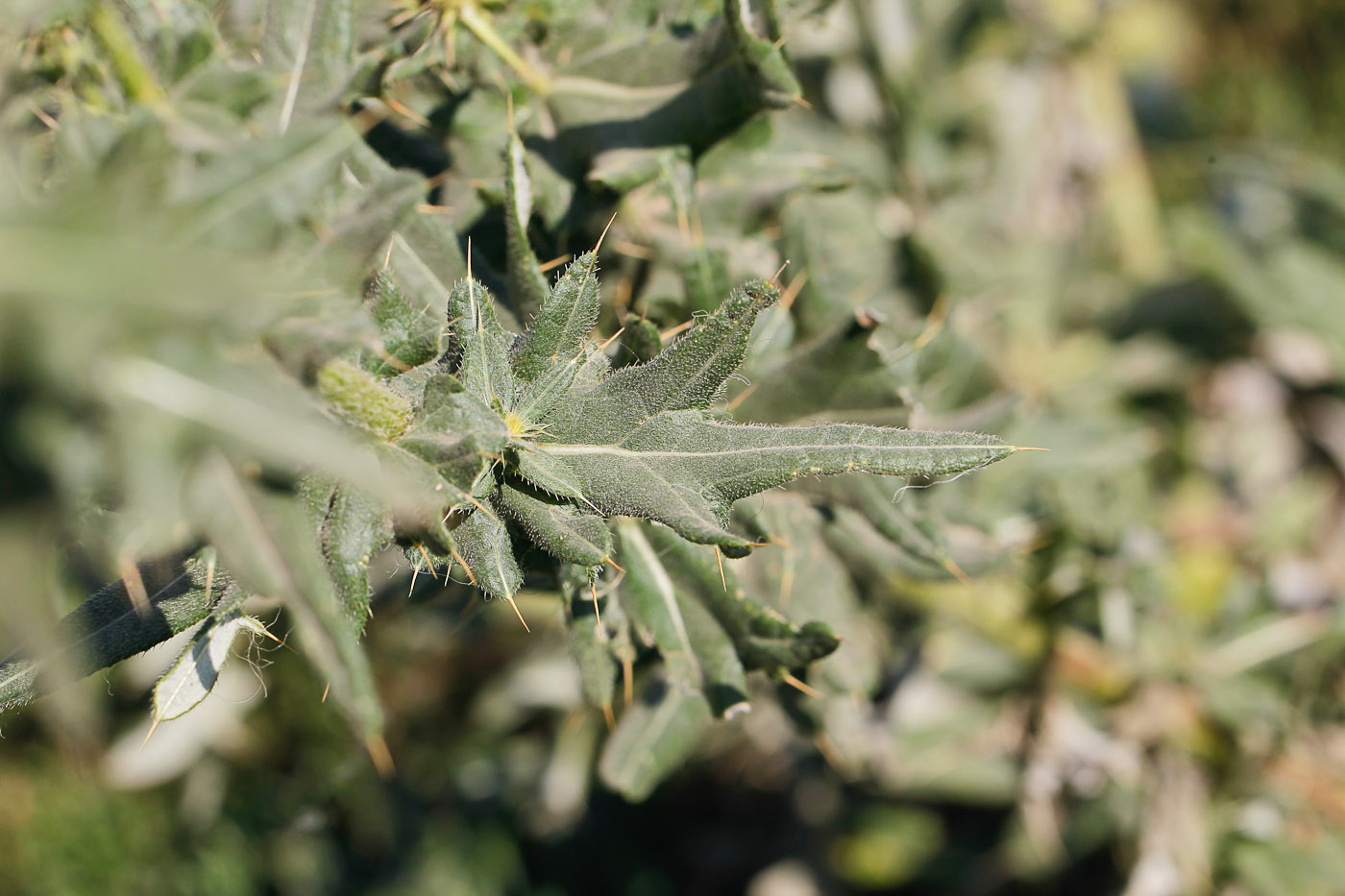Image of Cirsium serrulatum specimen.