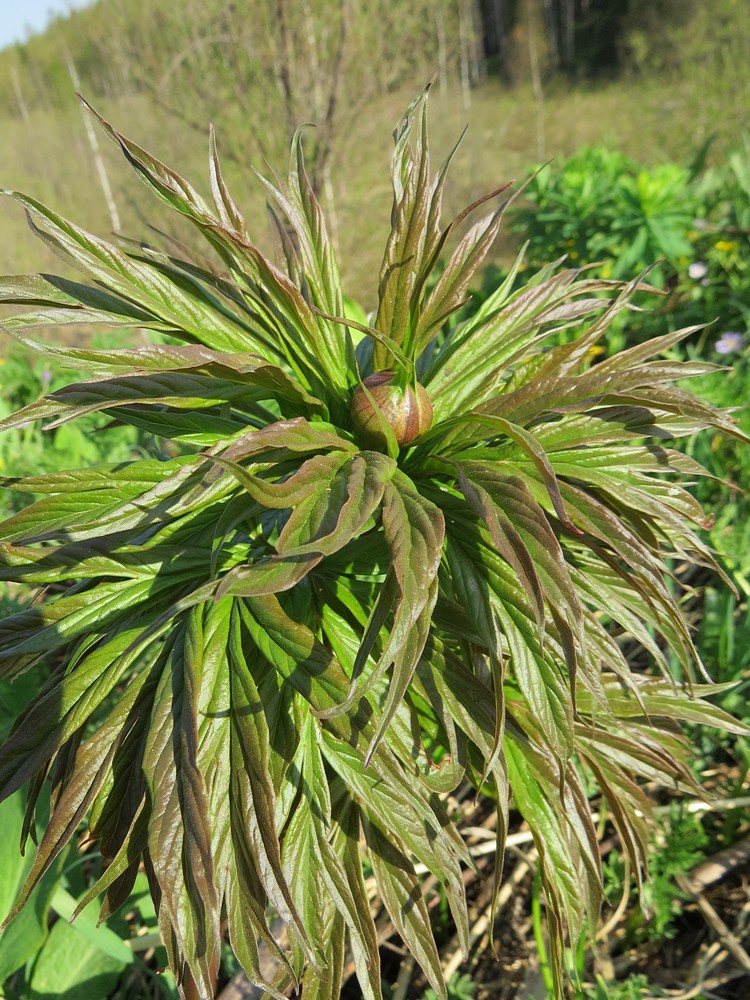 Image of Paeonia anomala specimen.