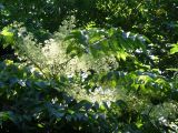 Aralia elata