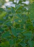 Nepeta mussinii