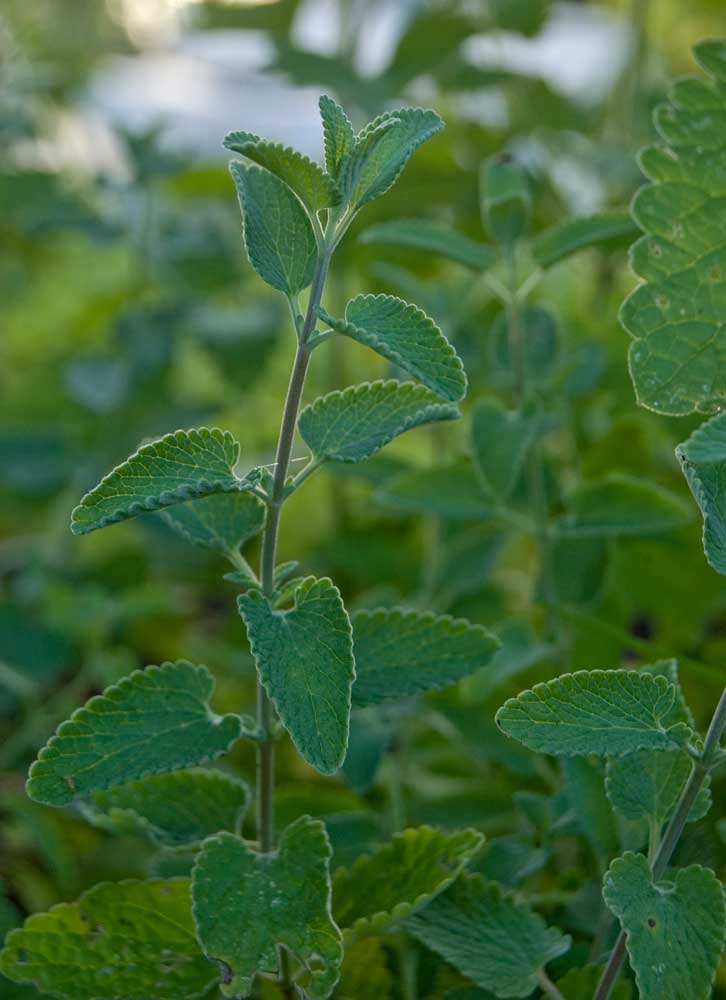 Изображение особи Nepeta mussinii.