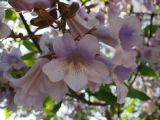 Paulownia tomentosa