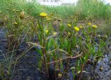 Cotula coronopifolia