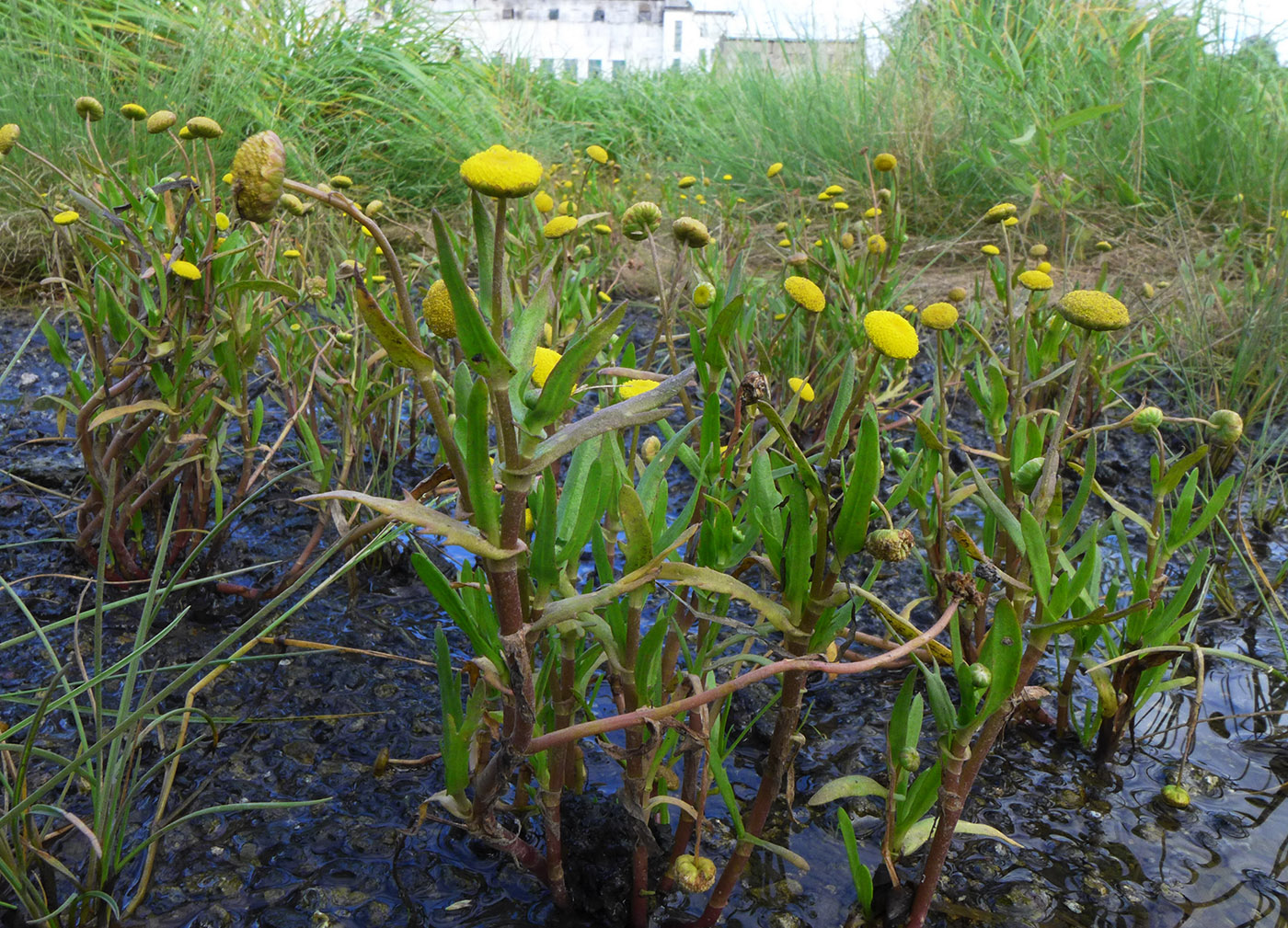 Image of Cotula coronopifolia specimen.