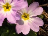 Primula vulgaris
