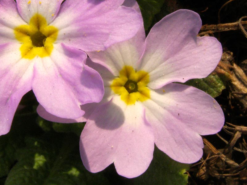 Изображение особи Primula vulgaris.