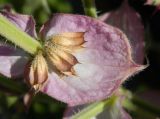 Salvia sclarea. Плоды и прицветный лист. Крым, городской округ Феодосия, пгт Коктебель, клумба. Июль 2016 г.