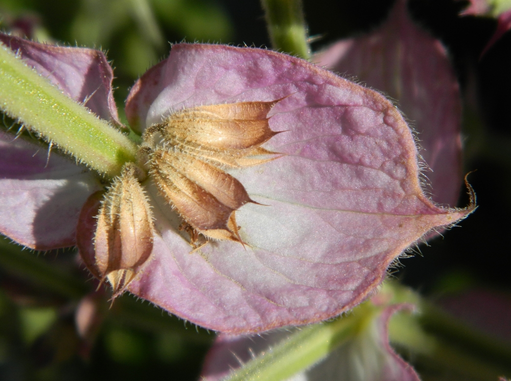 Изображение особи Salvia sclarea.