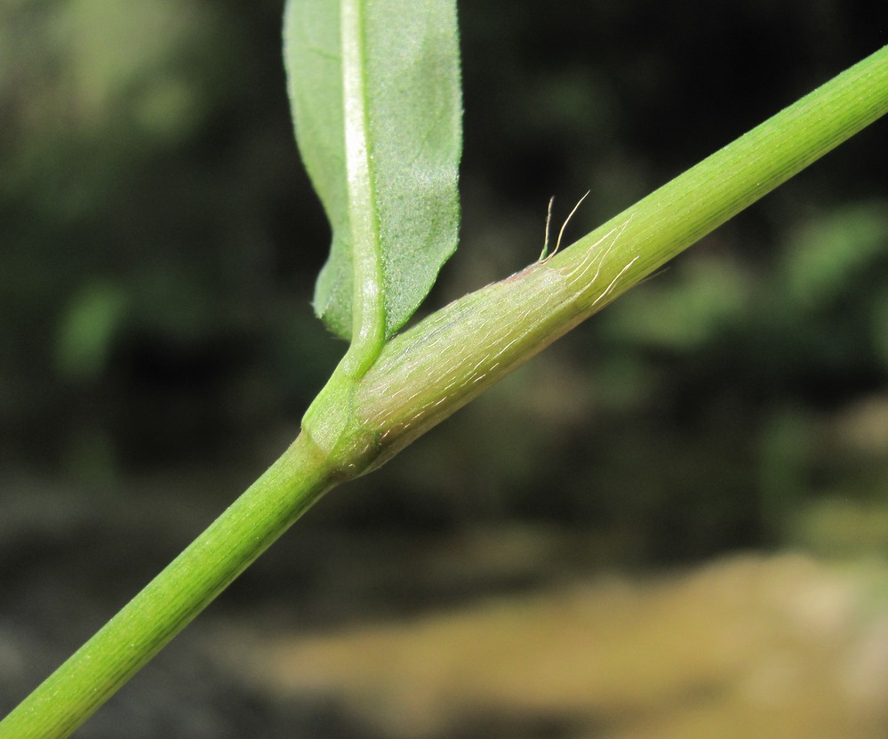 Image of Persicaria minor specimen.