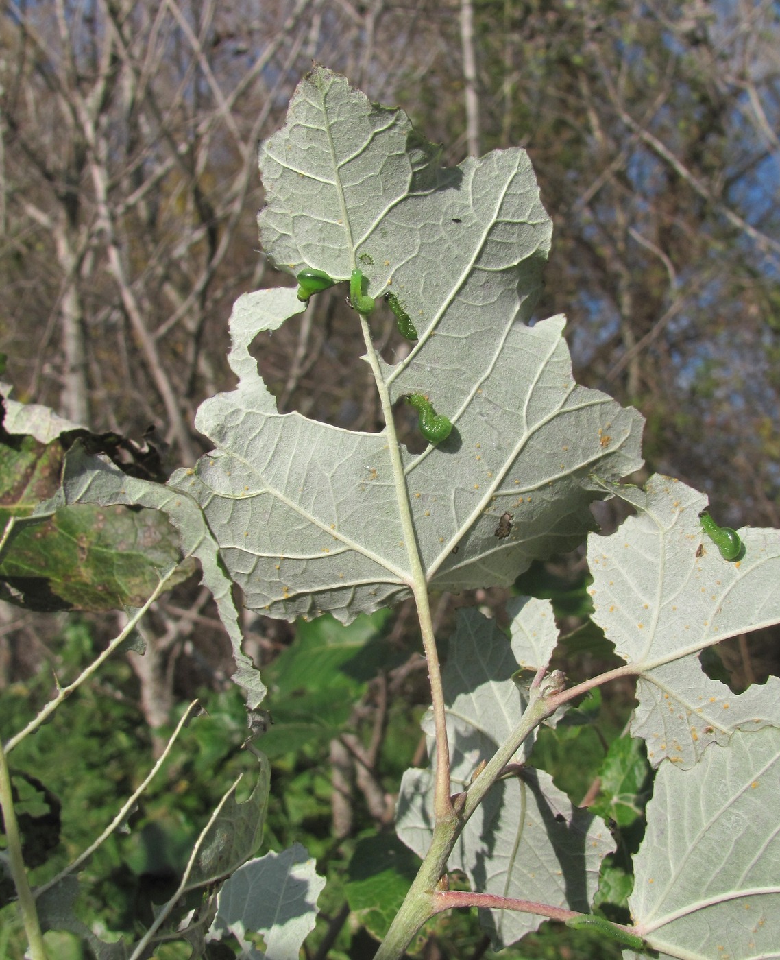 Изображение особи Populus alba.