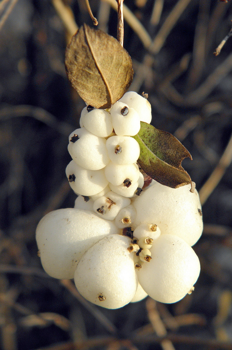 Image of Symphoricarpos albus var. laevigatus specimen.