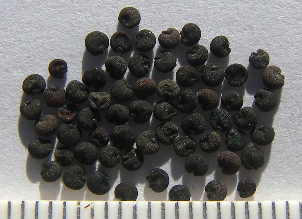 Image of Saponaria ocymoides specimen.