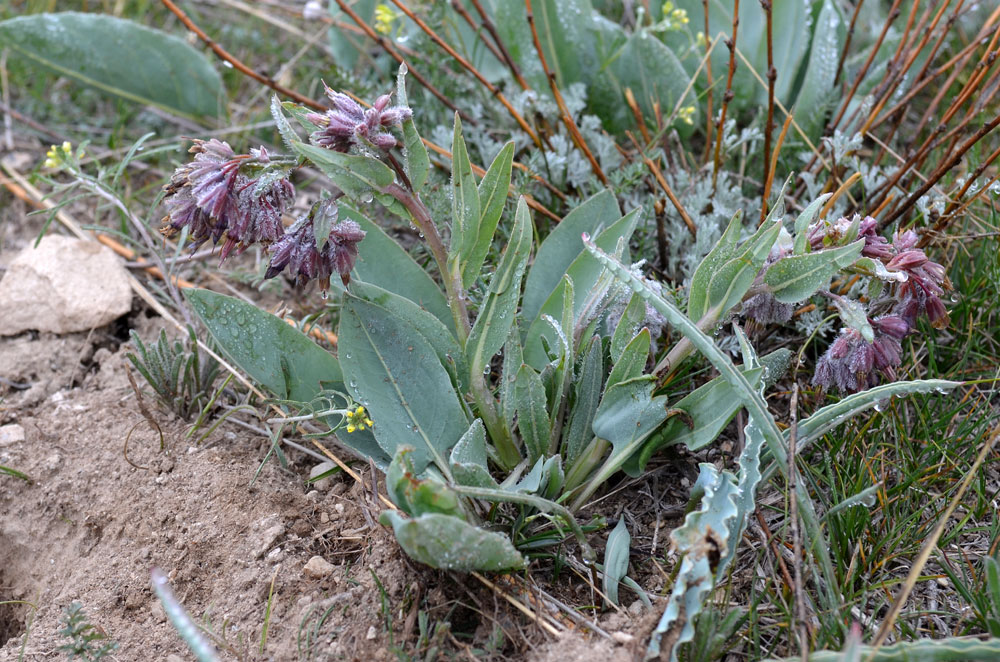 Изображение особи Rindera tetraspis.